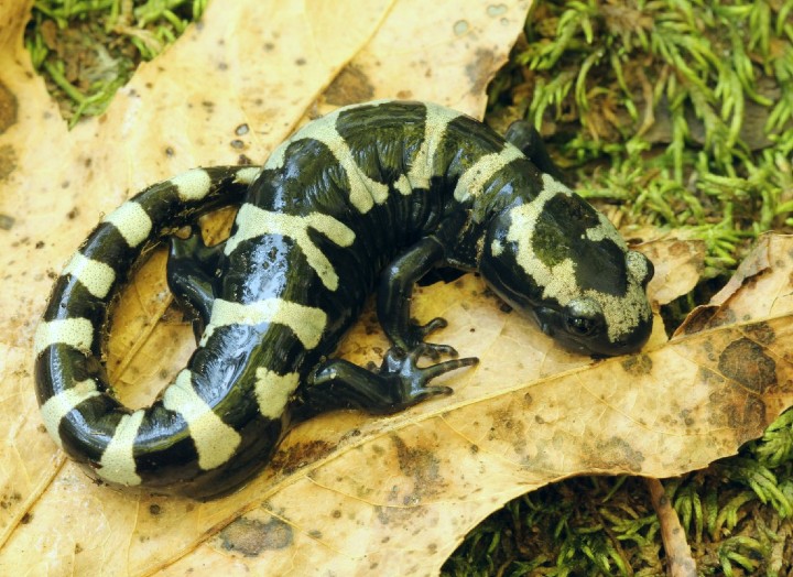 Marbled Salamander